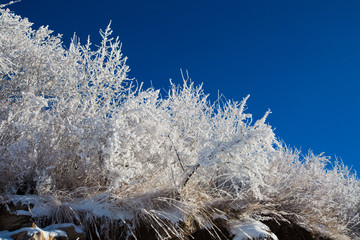 冬日雪景
