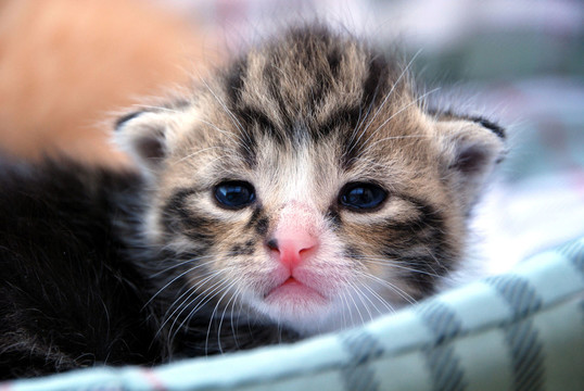動物