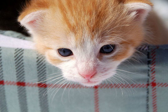 katzenbaby兩周齡