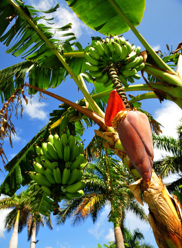 bananenstaude +-blüte
