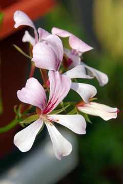 花園