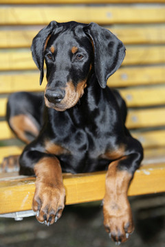 杜賓犬小狗
