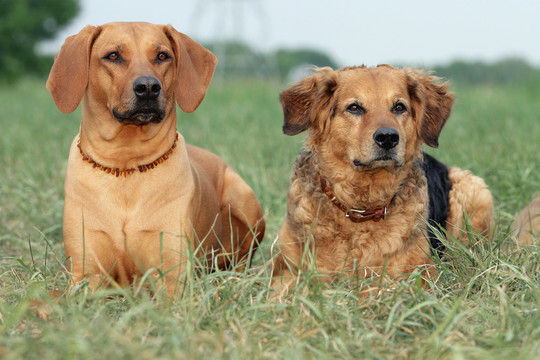 hundefreunde