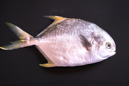 鯧魚 高清大圖
