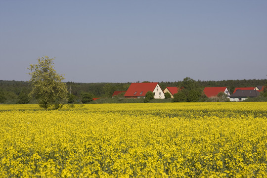 rapsblüte1
