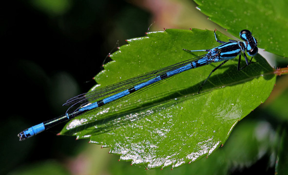 天藍(lán)色的豆娘[coenagrion puella]