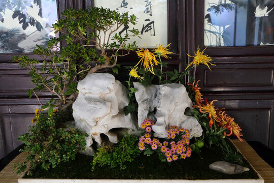 菊花盆栽