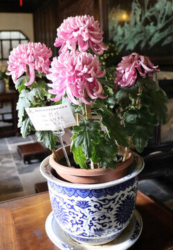 精品菊花