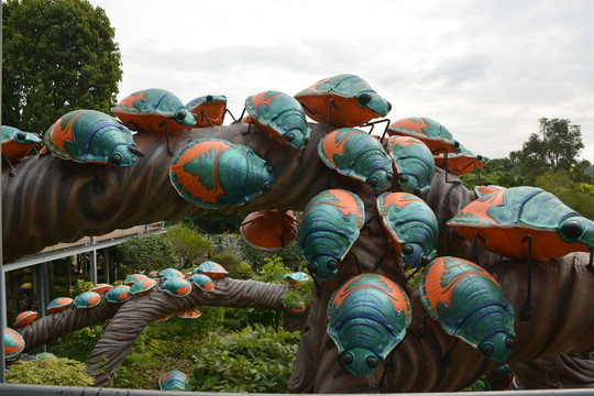 瓢蟲 甲蟲