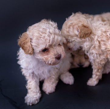 新生犬 狗寶寶