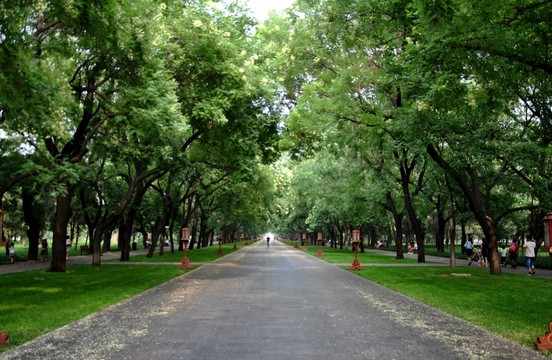 北京天壇綠蔭大道