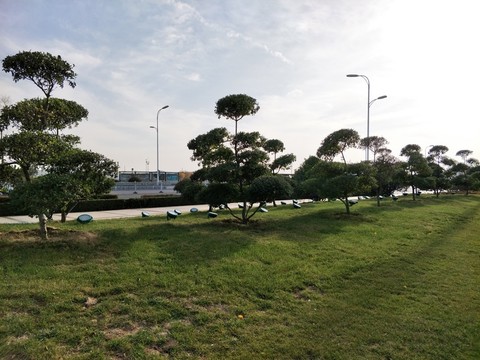 景觀樹