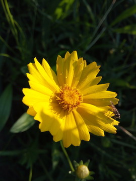 花 蜜蜂
