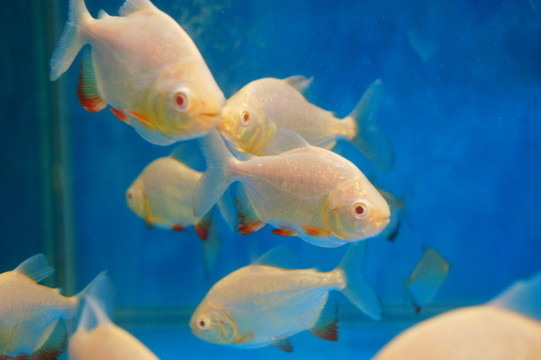 鯧魚