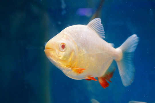 鯧魚
