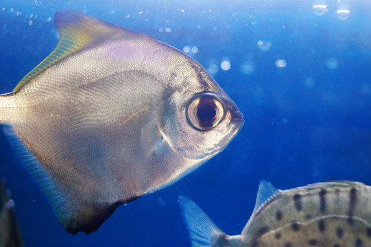鯧魚