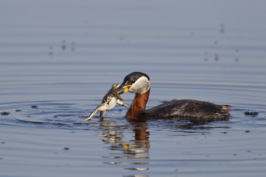 rothalstauscher吃青蛙（podiceps grisegena）