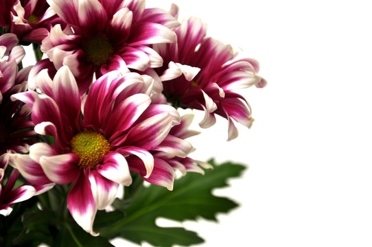 花束發(fā)布