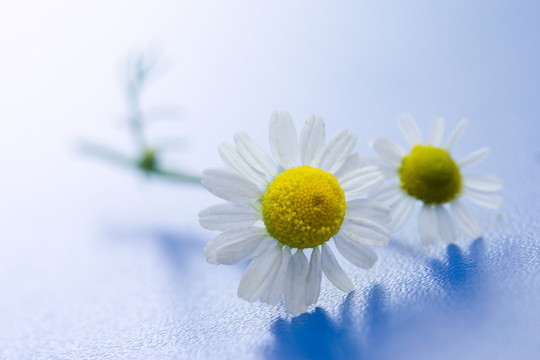 藍(lán)色