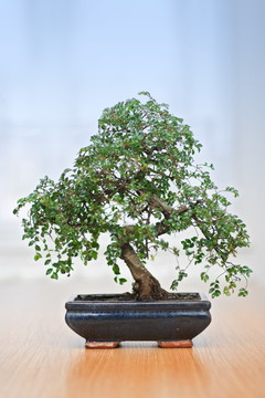 樹