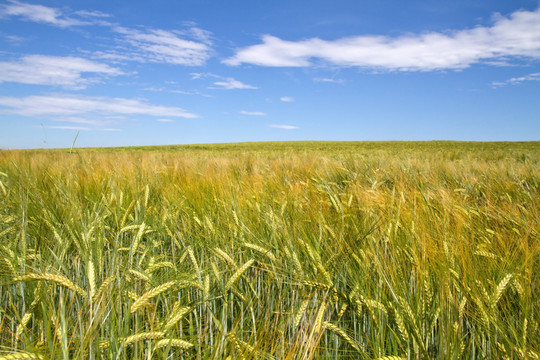gerstenfeld（hordeum）在巴伐利亞州