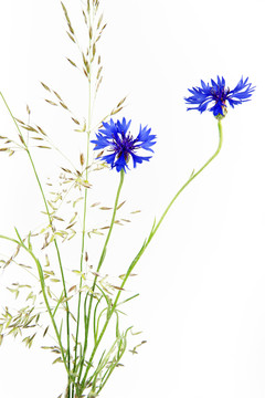 開花的矢車菊（矢車菊cyanus）