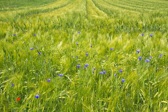 gerstenfeld（hordeum）在巴伐利亞州