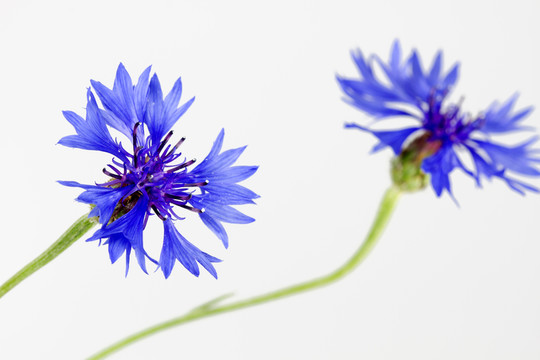 開花的矢車菊（矢車菊cyanus）