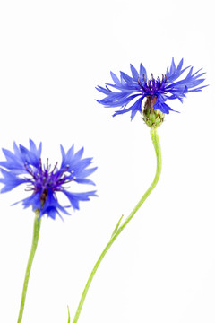 開花的矢車菊（矢車菊cyanus）