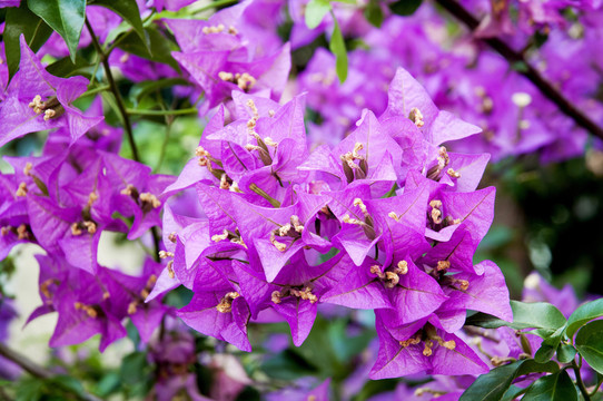 花