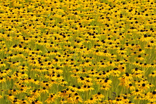 在hamm的blumenwiese