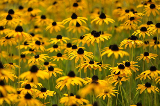 在hamm的blumenwiese
