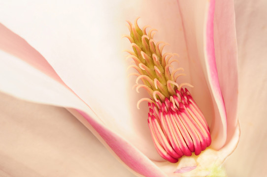 magnolienblüte