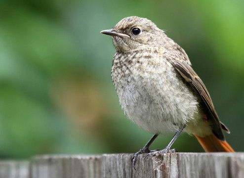 黑色redstart
