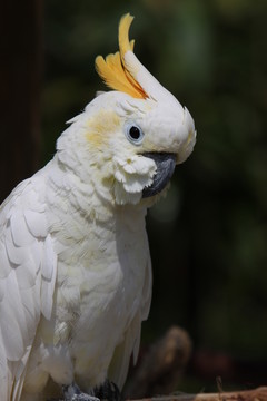 gelbhaubenkakadu
