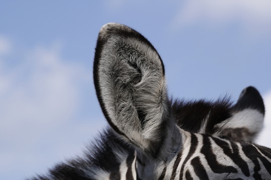 授予斑馬（equus quagga boehmi）