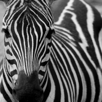授予斑馬（equus quagga boehmi）