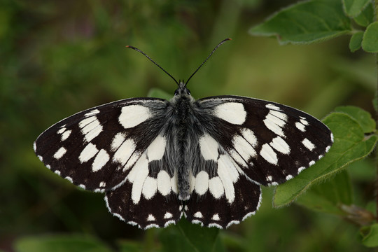 schachbrettfalter