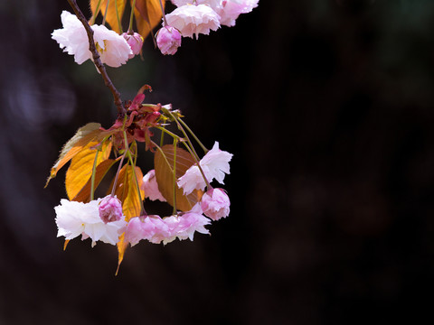 櫻花