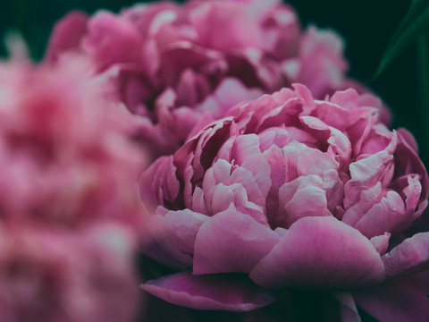 牡丹花