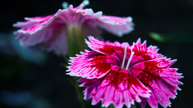 石竹花