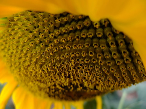 向日葵花蕊
