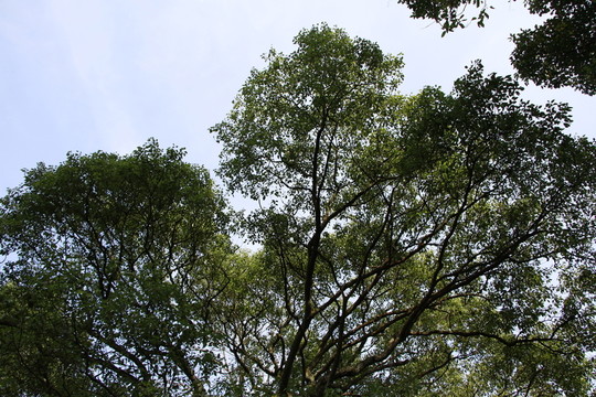 樟樹(shù)