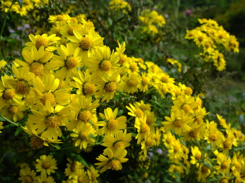 野菊花