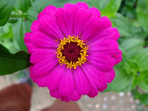 紅色的花
