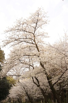 櫻花 武漢大學(xué) 櫻花大道 攝影