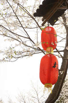 櫻花 東湖櫻園 武漢 攝影