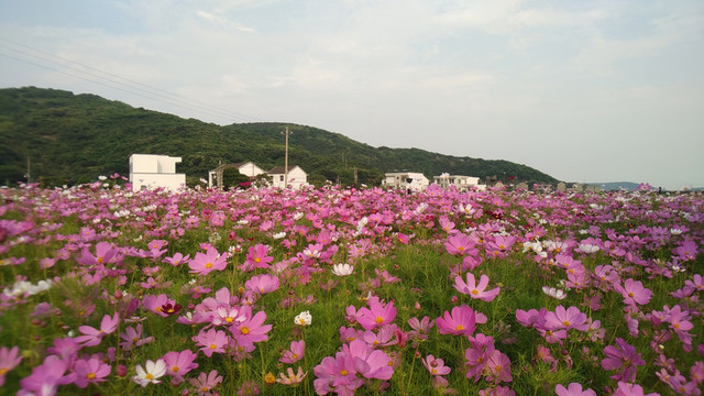格桑花