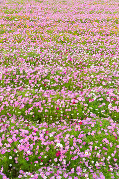 格桑花