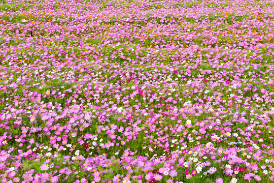 格桑花
